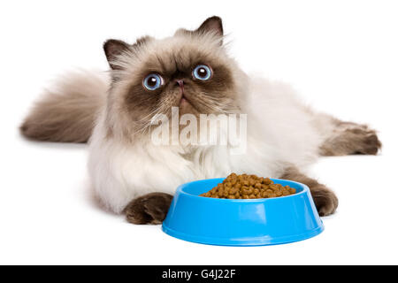 Persan Colourpoint seal mignon jeune chat est couché à côté d'un bol de nourriture pour chat bleu Banque D'Images