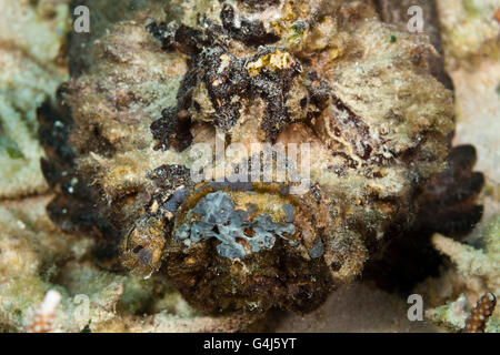 Synanceia verrucosa poisson-pierre, corail, Ambon, Moluques, Indonésie Banque D'Images