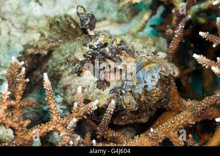 Synanceia verrucosa poisson-pierre, corail, Ambon, Moluques, Indonésie Banque D'Images