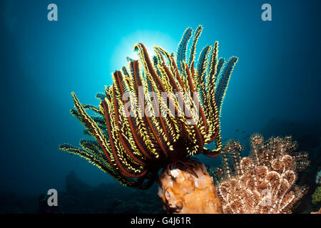 Dans les récifs coralliens des crinoïdes, Oxycomanthus bennetti, Ambon, Moluques, Indonésie Banque D'Images