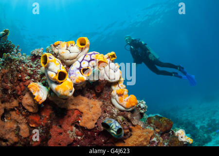 Les ascidies d'or et de scuba diver, Polycarpa aurata, Ambon, Moluques, Indonésie Banque D'Images