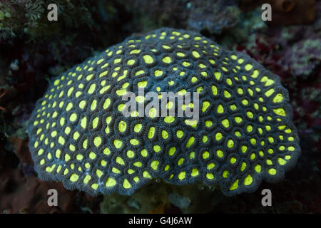 Les coraux durs, Ambon, Moluques, Indonésie Banque D'Images