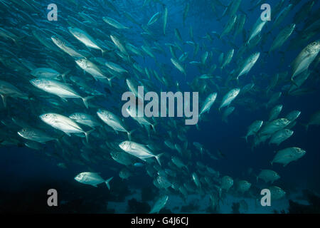 Bancs de caranges, Caranx sexfasciatus, Ambon, Moluques, Indonésie Banque D'Images