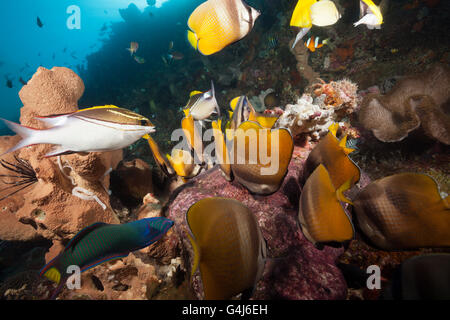 Butterflyfishes se nourrissant de poissons fraient, Chaetodon kleinii, Ambon, Moluques, Indonésie Banque D'Images