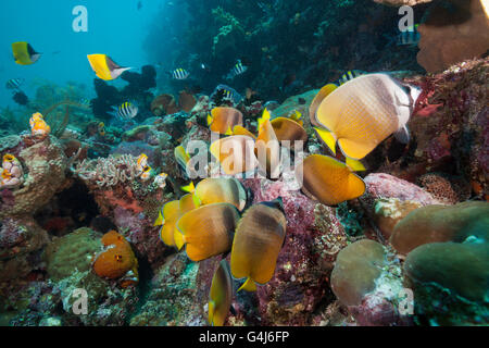 Butterflyfishes se nourrissant de poissons fraient, Chaetodon kleinii, Ambon, Moluques, Indonésie Banque D'Images