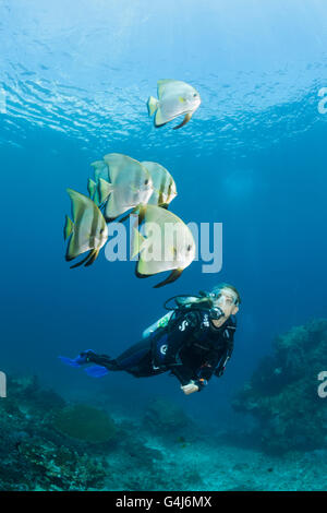 Scuba Diver et petit platax teira, platax, Raja Ampat, Papouasie occidentale, en Indonésie Banque D'Images