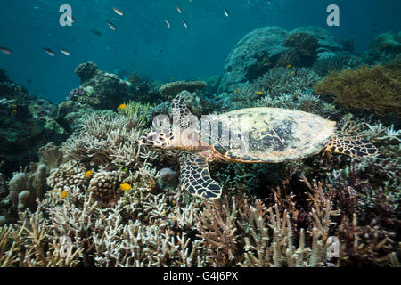 La tortue imbriquée, Eretmochelys imbricata, Raja Ampat, Papouasie occidentale, en Indonésie Banque D'Images