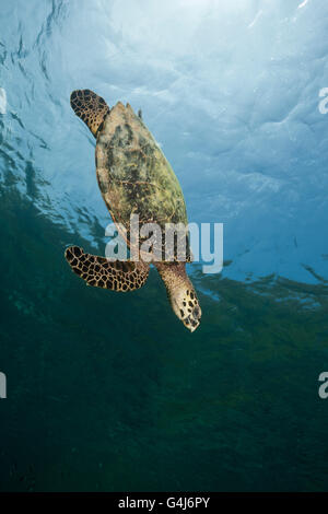 La tortue imbriquée, Eretmochelys imbricata, Raja Ampat, Papouasie occidentale, en Indonésie Banque D'Images