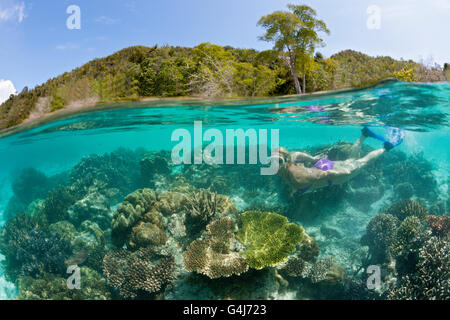 Snorkeler sur les coraux en eaux peu profondes, Raja Ampat, Papouasie occidentale, en Indonésie Banque D'Images