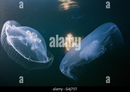 Méduse de lune et snorkeler, Aurelia aurita, Raja Ampat, Papouasie occidentale, en Indonésie Banque D'Images