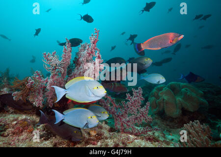 Poisson Chirurgien allongé dans les récifs coralliens, Acanthurus mata, Raja Ampat, Papouasie occidentale, en Indonésie Banque D'Images