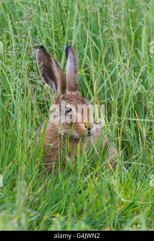 Lièvre brun (Lepus europaeus) mange de l'herbe. Banque D'Images