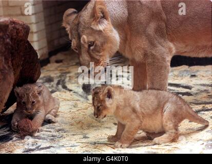 Deux petits lions asiatiques sous l'œil vigilant de leur mère Ruchi dans leur enceinte de casier au zoo de Londres. Les petits sont nés le 16 janvier 1999, et les gardiens ont suivi leurs progrès, mais ils n'ont pas encore été sexés. * il reste environ 300 lions asiatiques dans la nature. Banque D'Images