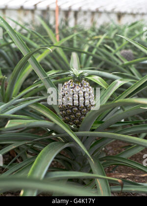 dh Faja de Baixo SAO MIGUEL ÎLE AÇORES Pineapple plante Arruda Pineapple Plantation glasshouse arbres plantes acores Banque D'Images