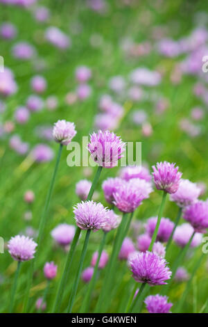 'Allium schoenoprasum'. La floraison de la ciboulette. Banque D'Images