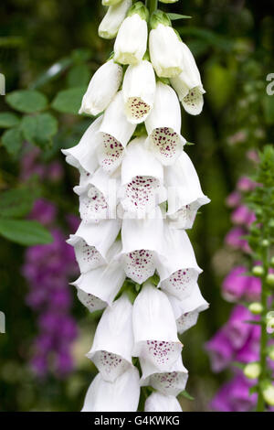 Digitalis purpurea. Les pointes de la digitale commune dans un jardin anglais. Banque D'Images