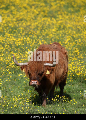 Une vache Highland errant dans un champ de renoncules à Stirling en début de soirée le soleil. Banque D'Images