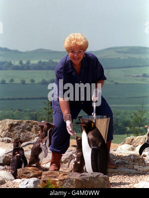 L'actrice EastEnders PAM St. Clement, Pat Butcher dans BBC SOAP, au parc zoologique de Whipsnade, où elle a officiellement ouvert le nouveau Penguin Development, après quatre années de collecte de fonds et cinq mois de travaux de construction. Banque D'Images