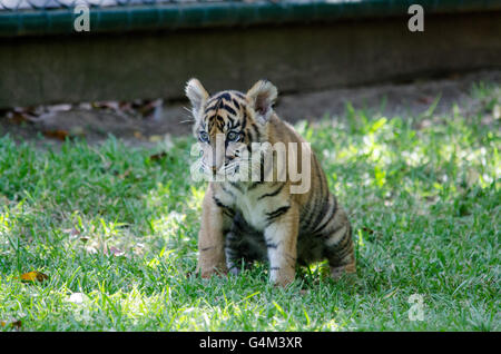 L'âge de trois mois le tigre de cub jouant dans l'herbe au Zoo de l'Australie Banque D'Images