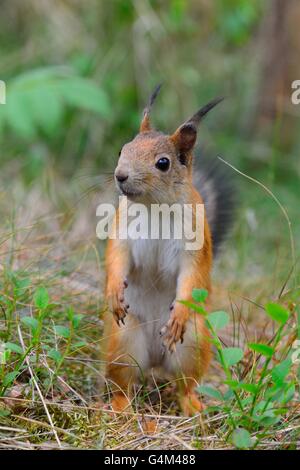 Un jeune écureuil debout dans l'herbe. Seurasaari, Helsinki, Finlande. Banque D'Images