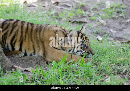 L'âge de trois mois le tigre de cub jouant dans l'herbe au Zoo de l'Australie Banque D'Images