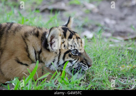 L'âge de trois mois le tigre de cub jouant dans l'herbe au Zoo de l'Australie Banque D'Images