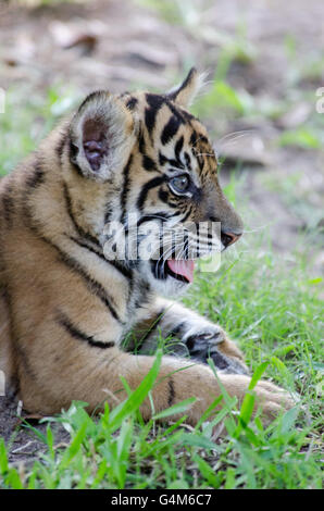 Starry eyed et bouche grande ouverte trois mois tiger cub au Zoo de l'Australie Banque D'Images