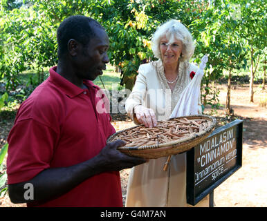 La duchesse de Cornwall ramasse un bâton de cannelle lors d'une visite à la plantation d'épices de Kizimbani à Zanzibar, Tanzanie, Afrique, le troisième jour d'une excursion de quatre jours dans le pays. Banque D'Images