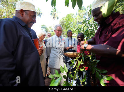 Le prince de Galles et la duchesse de Cornwall sont montrés comment des bâtons de cannelle sont préparés lors d'une visite à la plantation d'épices de Kizimbani à Zanzibar, Tanzanie, Afrique, le troisième jour d'une excursion de quatre jours dans le pays. Banque D'Images