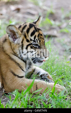 L'âge de trois mois le tigre de cub jouant dans l'herbe au Zoo de l'Australie Banque D'Images