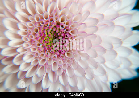 Dahlia Banque D'Images