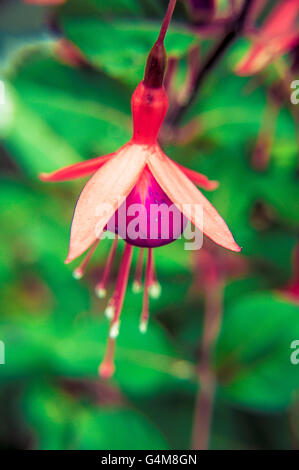 Lone Fuchsia Banque D'Images
