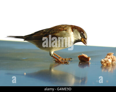 Bruant de manger. Banque D'Images