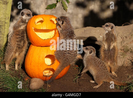 Les méerkats mangent une citrouille d'Halloween au parc safari Blair Drummond. Banque D'Images