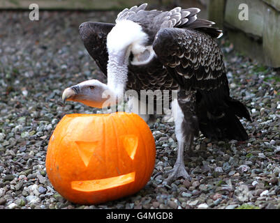 Un vautour mange une citrouille d'Halloween au parc safari Blair Drummond. Banque D'Images