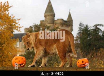 Halloween à Blair Drummond Safari Park Banque D'Images