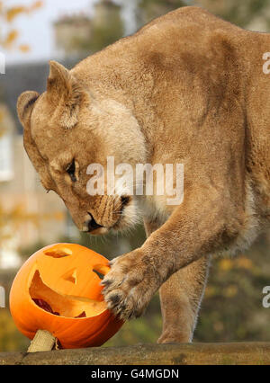 Un lion mange une citrouille d'Halloween au parc de safari Blair Drummond. Banque D'Images