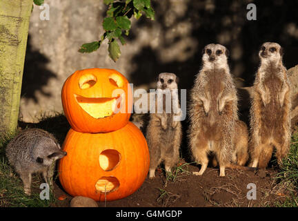 Les méerkats mangent une citrouille d'Halloween au parc safari Blair Drummond. Banque D'Images