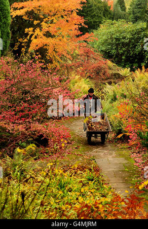 Le jardinier de l'abbaye de Newstead, Bob Salt, a tendance à se rendre dans les jardins de l'abbaye de Newstead, dans le tinghamshire, lorsque les feuilles se colorent. Banque D'Images