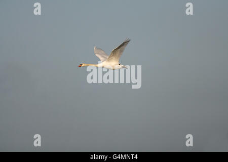 Cygne muet, Cygnus olor, seul adulte en vol. Prises de décembre. Welney, Norfolk, Royaume-Uni. Banque D'Images