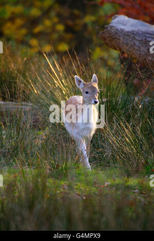 Le daim, Dama dama, seul faon marcher dans l'herbe haute. Prises de novembre. Knole Park, Kent, UK. Banque D'Images