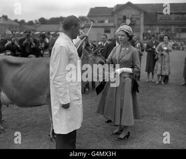 La Reine commente : « c'est un cadeau magnifique. Elle a une très belle tête", comme Beauchamp Oxford Lady, un Jersey Cow de cinq ans, lui est présenté par Basil le Brun à Springfield, le site d'exposition de la Royal Jersey Agricultural and Horticultural Society. La vache est un don de la société. La Reine, qui commence une visite de trois jours aux îles Anglo-Normandes, a visité le champ d'exposition avec le duc d'Édimbourg dans un Land Rover et a assisté à une parade de bétail de Jersey. Banque D'Images