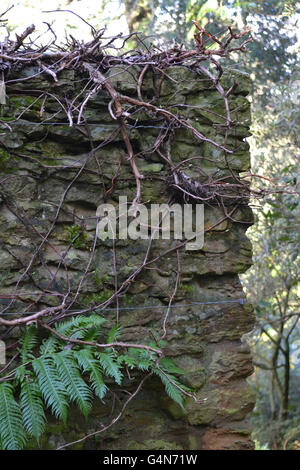 L'Hydrangea anomala subsp. petiolaris hortensia grimpant, en hiver, tout en dormant, sur un mur, avec une fougère Banque D'Images