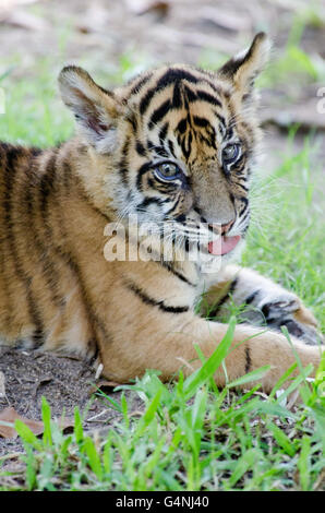 L'âge de trois mois le tigre de cub jouant dans l'herbe au Zoo de l'Australie Banque D'Images