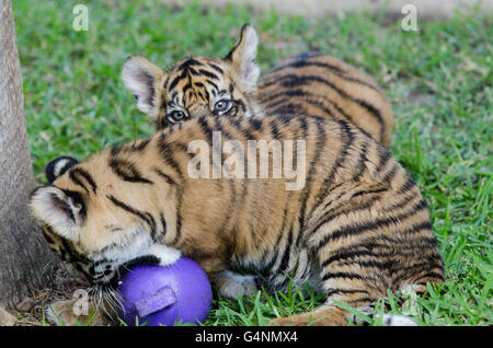 Deux trois mois tigre de Sumatra cub jouant dans l'herbe au Zoo de l'Australie Banque D'Images