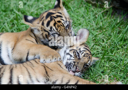 Deux trois mois tigre de Sumatra cub jouant dans l'herbe au Zoo de l'Australie Banque D'Images