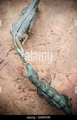 Vue de dessus et tyrannosaurus allosaurus toy on rock Banque D'Images
