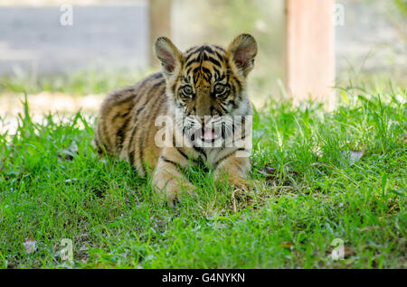 L'âge de trois mois le tigre de cub jouant dans l'herbe au Zoo de l'Australie Banque D'Images