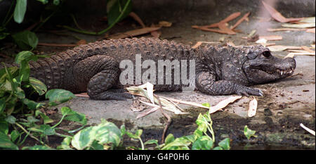 La mère du parc zoologique de Whipsnade, dans les derniers nouveau-nés du Bedfordshire, trois crocodiles douarches d'Afrique de l'Ouest qui ont fait leur première apparition publique depuis l'éclosion au Discovery Centre. * mesurant 20 cm et pesant 35 grammes, les nouveau-nés devraient grandir jusqu'à 2 mètres de long et peser jusqu'à 35 kg. Banque D'Images