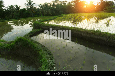 Les terrasses de riz vert au coucher du soleil. Banque D'Images